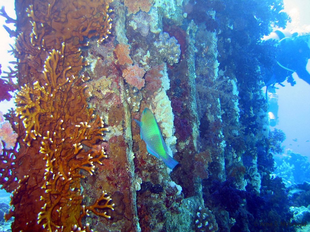 2006- Yolanda reef (14).jpg